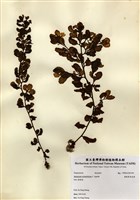 藏品(重緣葉馬尾藻)的圖片